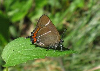 Ulmen-Zipfelfalter (Satyrium w-album) - © Emanuel Trummer